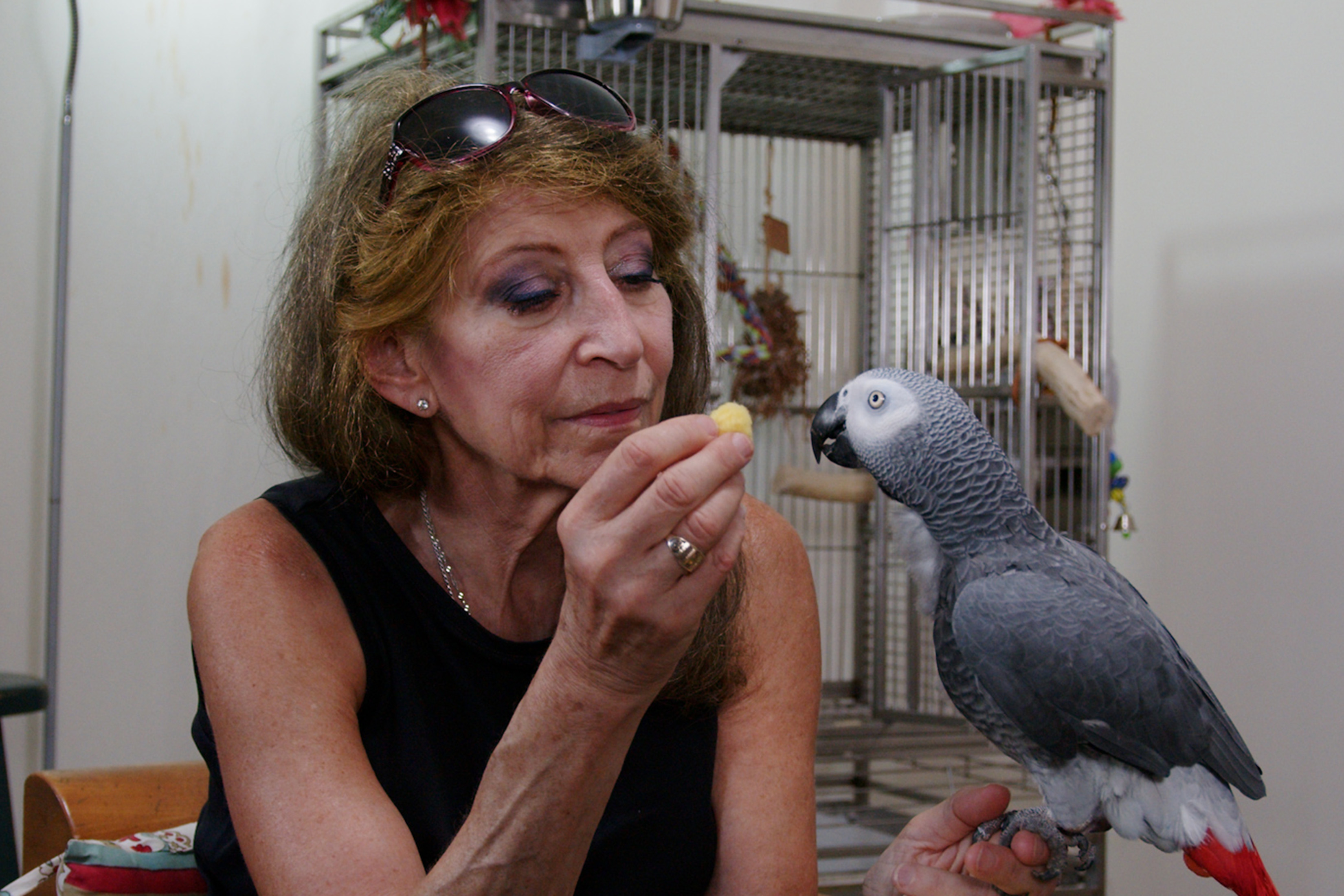 Illuminating The Amazing Work Of Bird Brains Alum Mit Edu