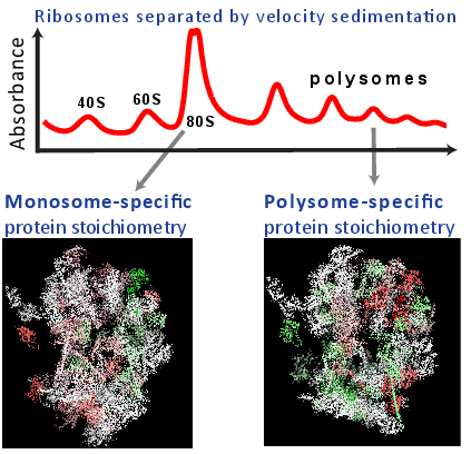 Direct Proteomics Evidence for Ribosome Specialization