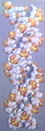 A vertical right handed DNA CPK model.