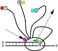 Figure of a Medusa(tm) Sequencer