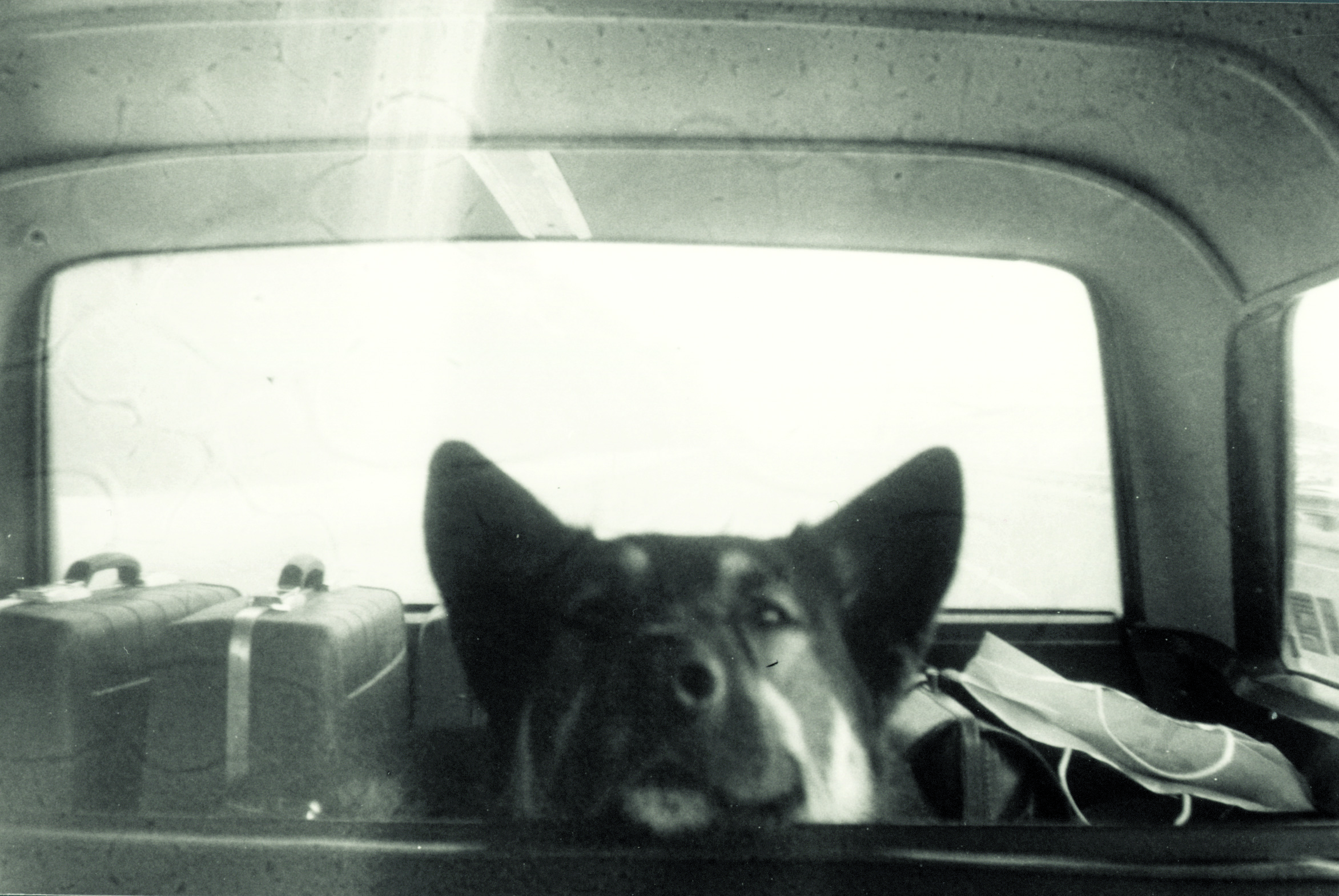 Photograph of a German Shepherd Husky mix dog, Sparky,
in the back of a car with two luggage bags.  His head is on
the seat of the car, facing the camera.