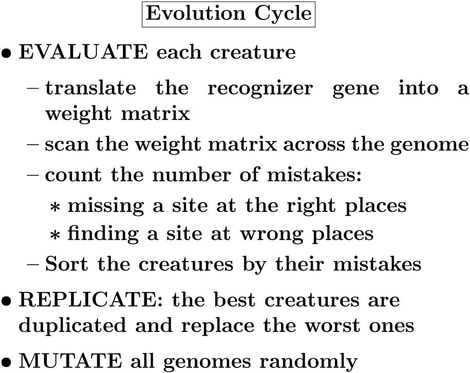  Evolution Cycle * EVALUATE each creature - translate
the recognizer gene into a weight matrix - scan the weight
matrix across the genome - count the number of mistakes: =
missing a site at the right places = finding a site at
wrong places - Sort the creatures by their mistakes *
REPLICATE: the best creatures are duplicated and replace
the worst ones * MUTATE all genomes randomly