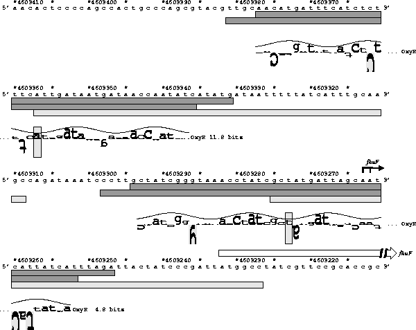 Genetic map of the fhuF region of E.  coli showing two
sequence walkers for OxyR.  One has 11.8 bits and the other
is 4.8 bits.