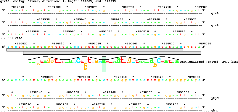 Lister map with sequence walker showing 26.0 bit OxyR
site between grxA and ybjC