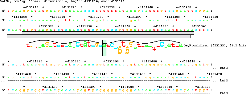 Lister map with sequence walker showing 19.1 bit OxyR
site before katG