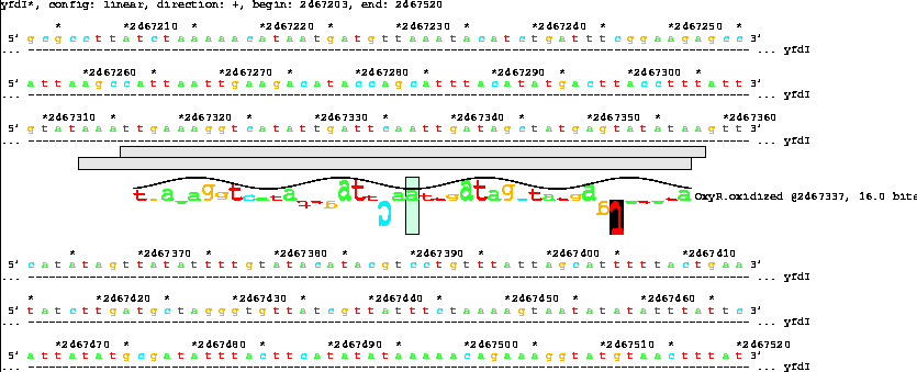 Lister map with sequence walker showing 16.0 bit OxyR
site inside yfdI