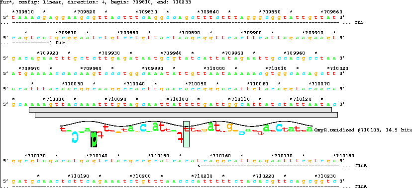 Lister map with sequence walker showing 14.5 bit OxyR
site between fur and fldA