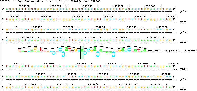 Lister map with sequence walker showing 13.9 bit OxyR
site inside ybbW