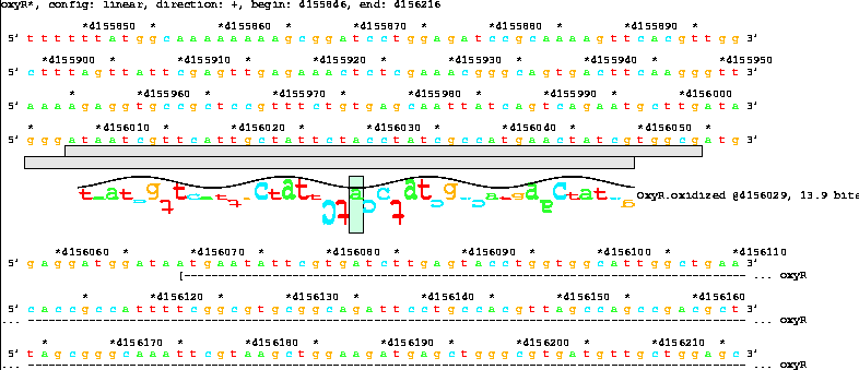Lister map with sequence walker showing 13.9 bit OxyR
site before oxyR