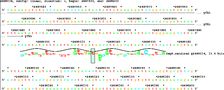 Lister map with sequence walker showing 13.8 bit OxyR
site after yfhL