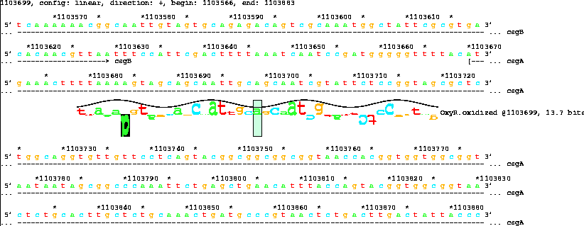 Lister map with sequence walker showing 13.7 bit OxyR
site inside cegA