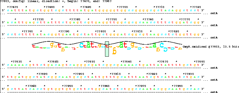 Lister map with sequence walker showing 13.5 bit OxyR
site inside setA
