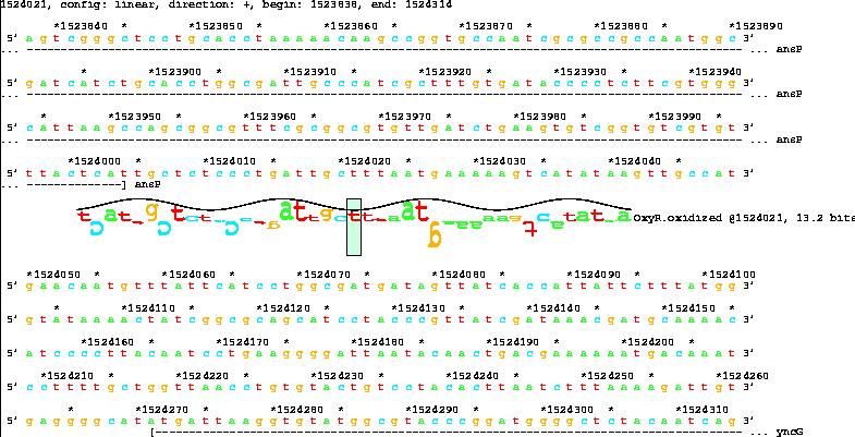 Lister map with sequence walker showing 13.2 bit OxyR
site after ansP