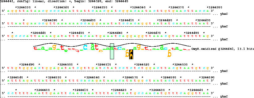 Lister map with sequence walker showing 13.1 bit OxyR
site inside yhaC