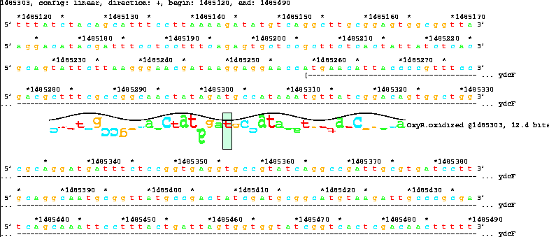 Lister map with sequence walker showing 12.4 bit OxyR
site inside ydcF