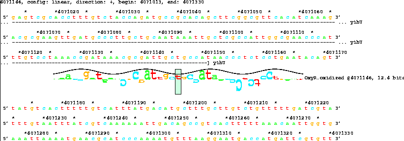 Lister map with sequence walker showing 12.4 bit OxyR
site after yihU