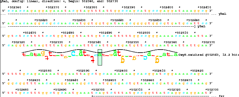 Lister map with sequence walker showing 12.2 bit OxyR
site between ybaL and fsr