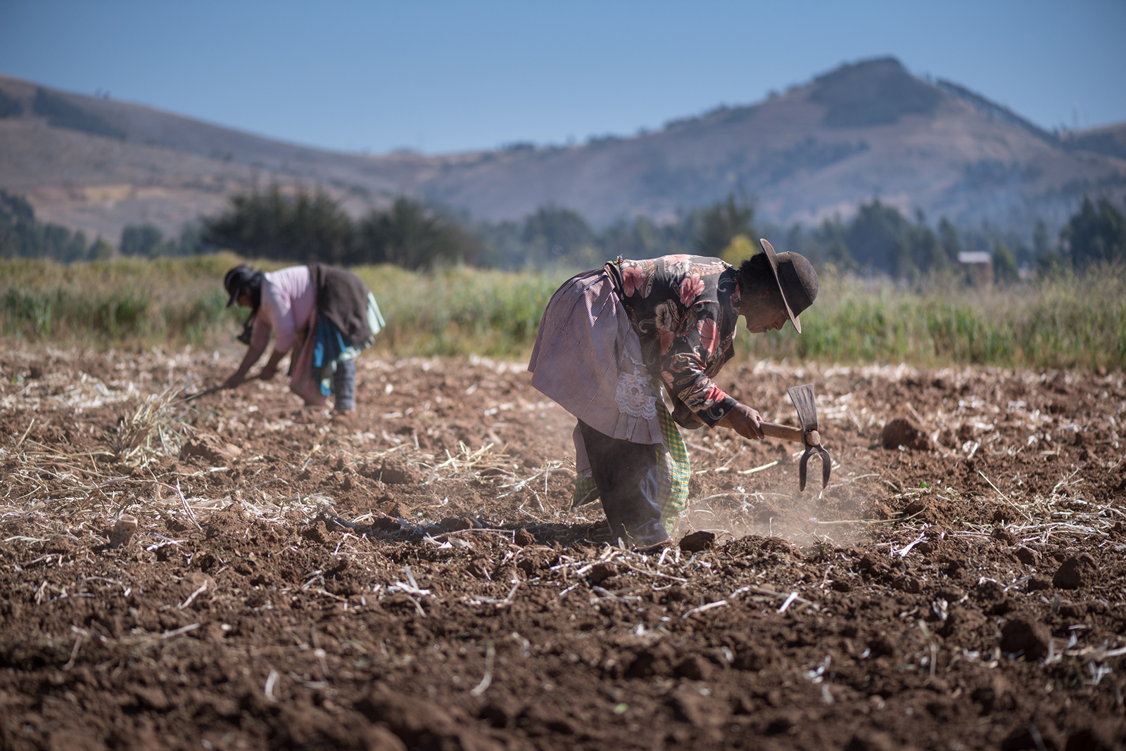 Female laborers in a field in Peru 