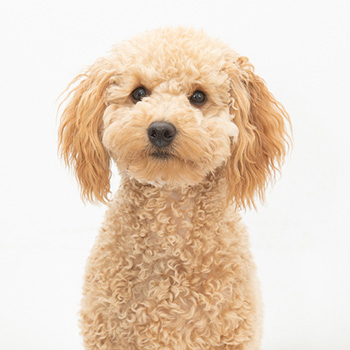Portrait photo of small, fluffy, blond dog shown from shoulders up, looking at camera.