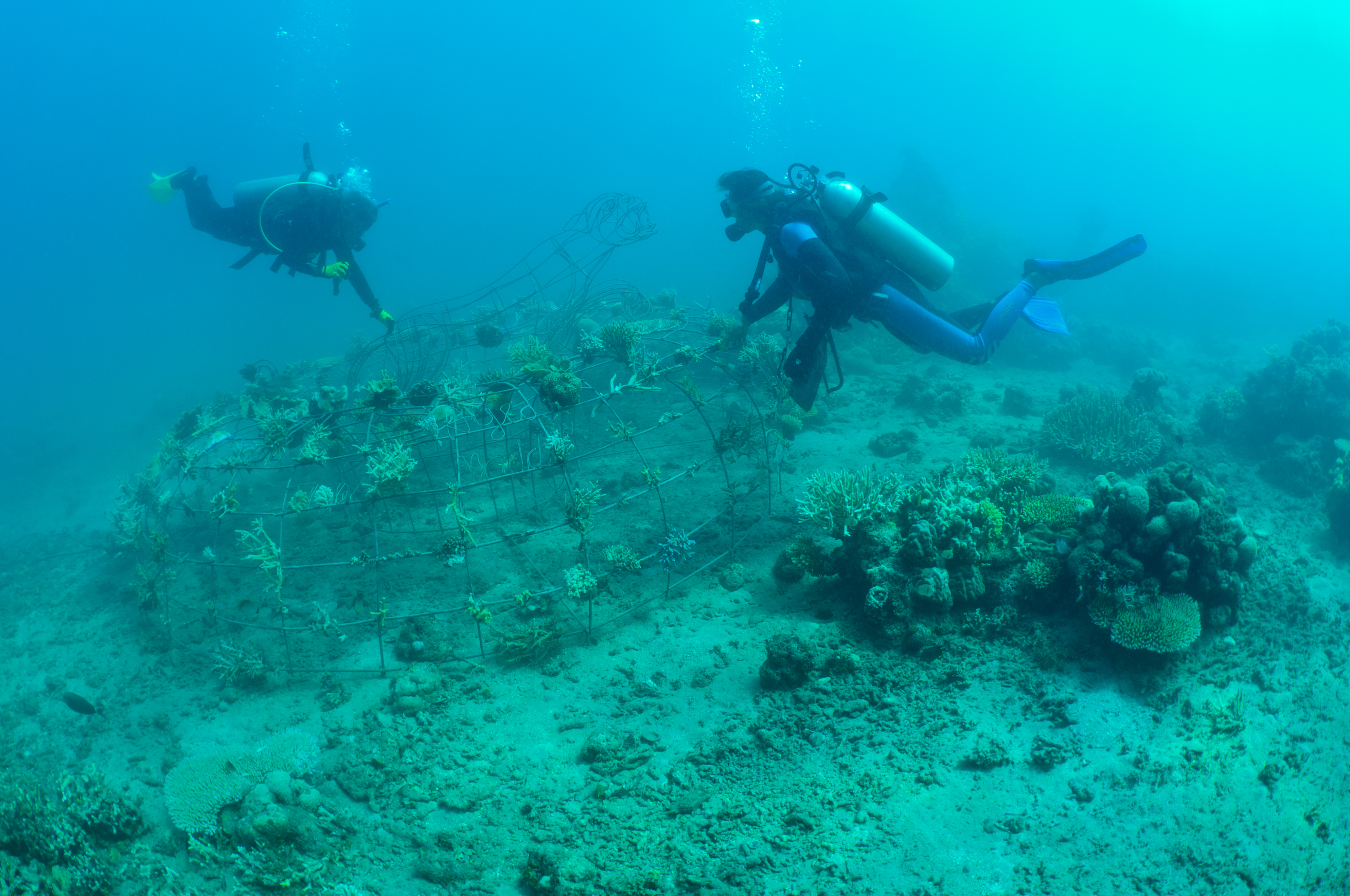 Underwater shot of two divers above an artificial coral reef