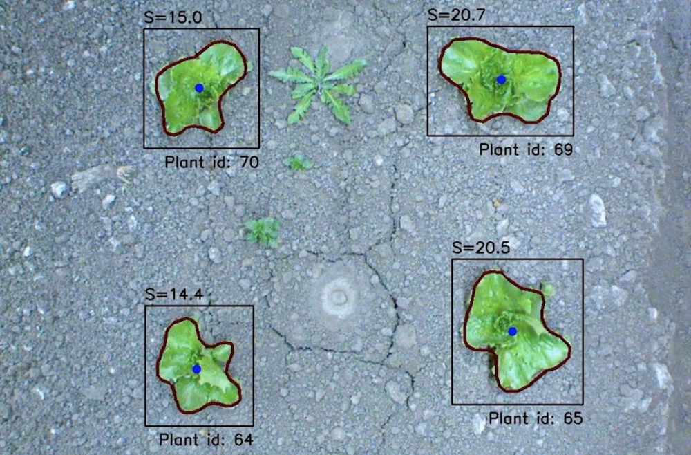 plant details displayed on screen