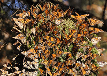 A mass of monarch butterflies cluster on a tree limb.