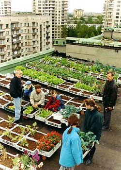 A rooftop garden in St Petersburg. Photo: www.tve.org