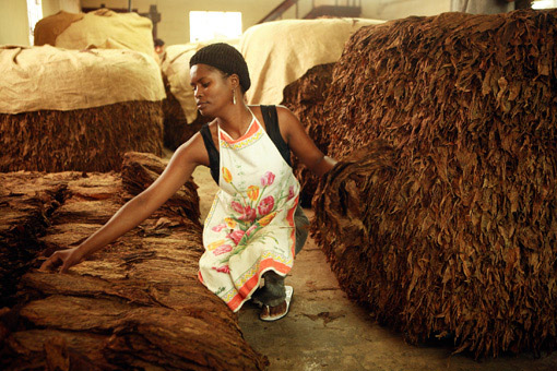 Woman sorting tobacco at a cigar factory in the Dominican Republic.