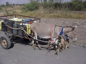 One of the donkeys bought with the Public Service Center grant.