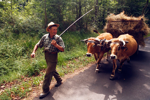 A farmer and his Oxen in Auvergne, the Massif Central of France. (© Owen Franken).