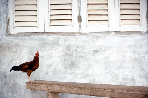 Rooster in Ibadan, Nigeria (© Owen Franken).