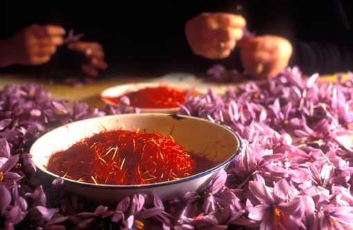 Picking saffron from the flowers in La Mancha, Spain (© Owen Franken).