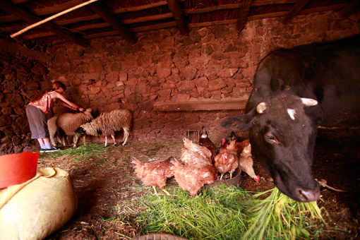 Franken's daughter, Manui, playing with sheep on a farm in the mountains of Morocco