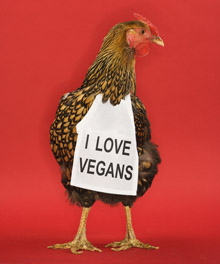 Chicken wearing I love vegans sign