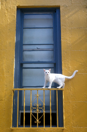 Cat on a cool window, New York (© Owen Franken).