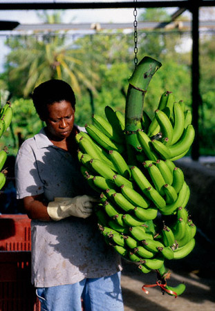 Woman at a banana production facility near Basse-Pointe, Martinique, May 2002 (© Owen Franken/CORBIS). 