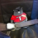 Flat Tim Beaver wearing a seat belt.