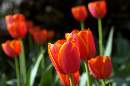 Red-orange tulips (© Owen Franken)