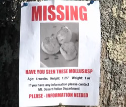 Poster on a tree for the missing scallop gonads.