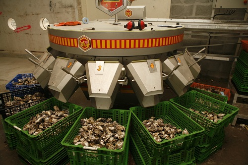 Gillardeau Oysters, considered the best in France (© Owen Franken).