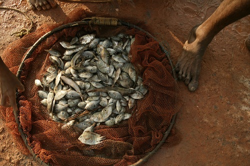 India fish foot (© Owen Franken).