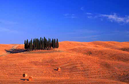 Cypresses in Tuscany (© Owen Franken).