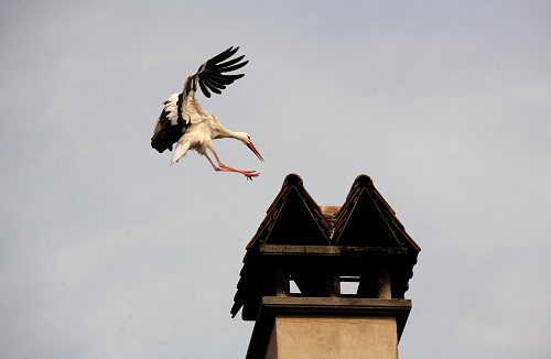 Stork landing on a smokestack in Alsace (© Owen Franken).