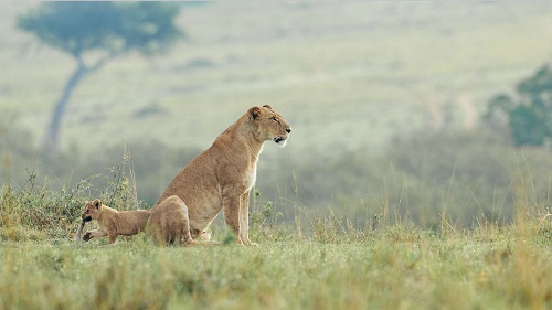 A lion's tale, Kenya (© Shelley Lake).
