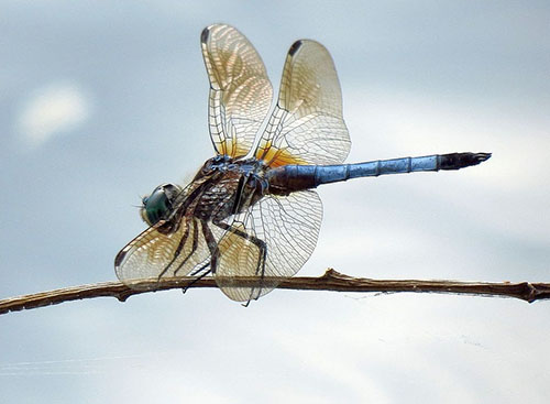 Blue dasher dragonfly, Mt. Auburn Cemetery, Cambridge, MA (© Gary Blau).