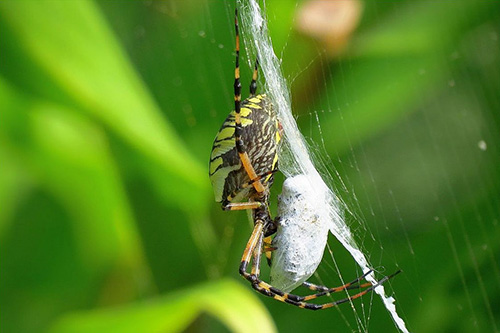 An orb weaver spider with doggy bag (© Gary Blau).