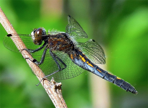 A female dot tailed whiteface dragonfly (© Gary Blau).