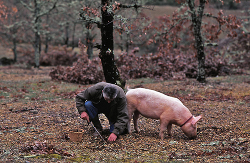 A truffle hunter with his pig, southwest France (© Owen Franken)