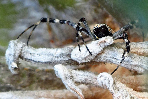An orb weaver spider on a Dominican blade plant, Puerto Plata, RD (© Gary Blau).
