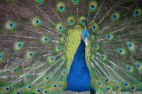 Peacock at a coffee plantation in Pedro Garcia, Dominican Republic (© Gary Blau).